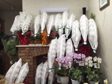 「和紘生花店」　（北海道札幌市中央区）の花屋店舗写真2